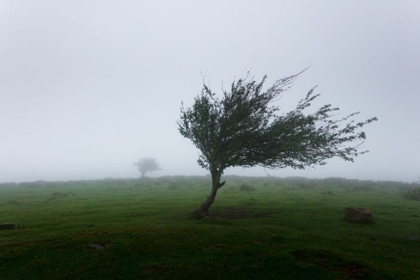 Tree blowing in high wind